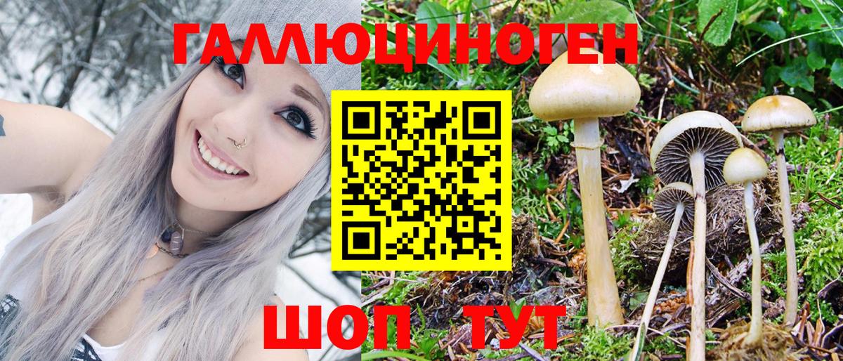 Галлюциногенные грибы Psilocybine cubensis Томск